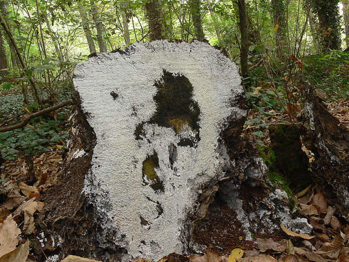 Gloiothele lactescens (Berk.) Hjortstam