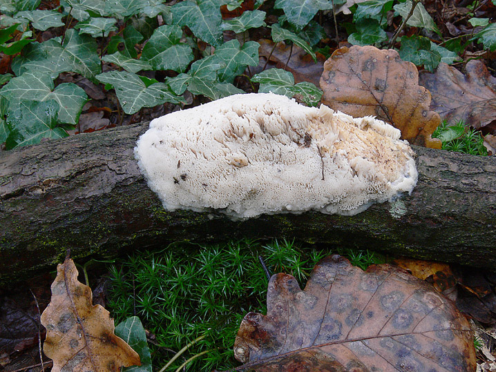 A proposito di Oxyporus.....(Oxyporus latemarginatus)