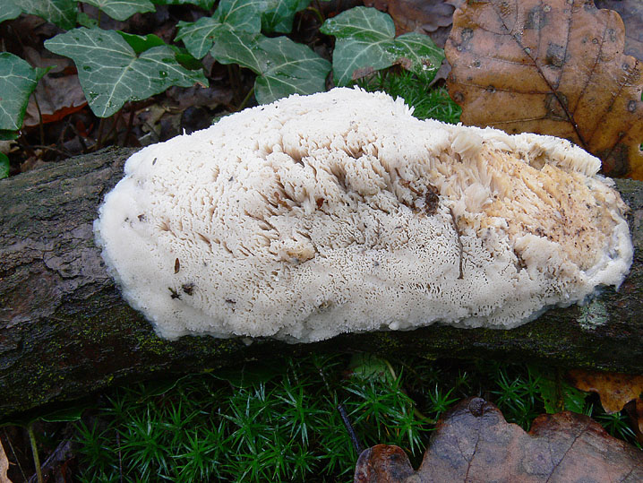 A proposito di Oxyporus.....(Oxyporus latemarginatus)