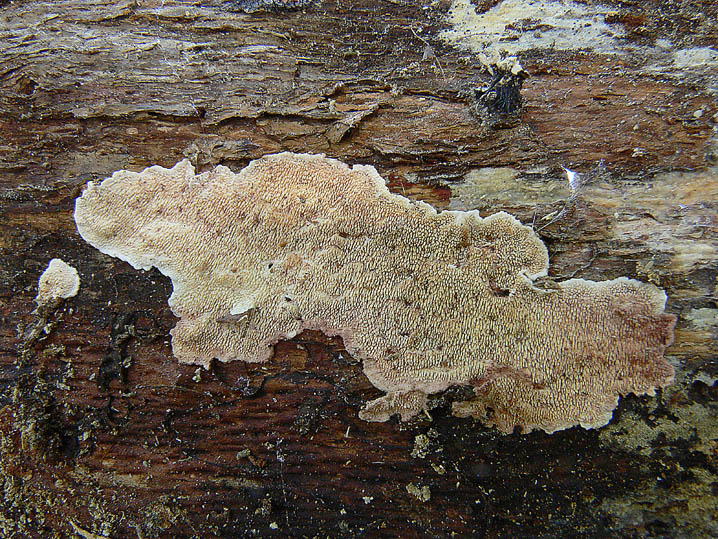 Steccherinum ochraceum ? (Steccherinum sp.)