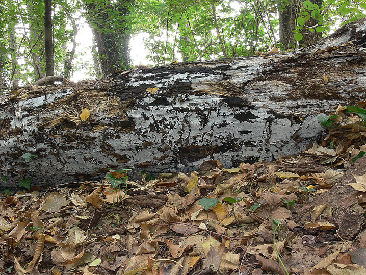 Gloiothele lactescens (Berk.) Hjortstam