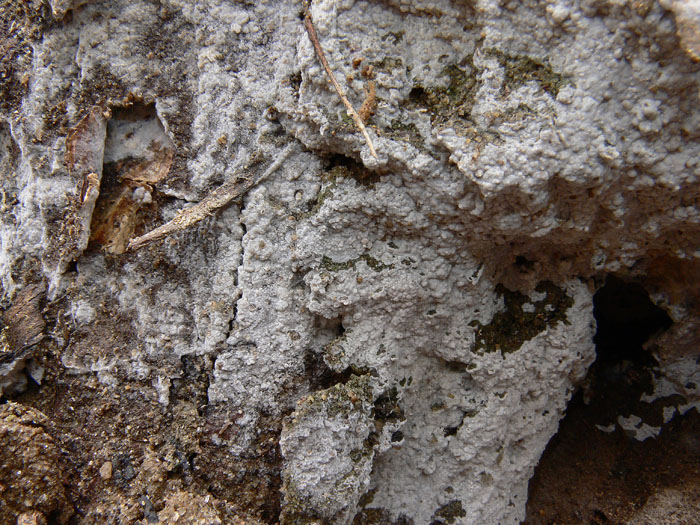 Raccolta N. 121111TC4251 (Hypochnicium punctulatum)