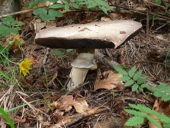 Agaricus essettei?