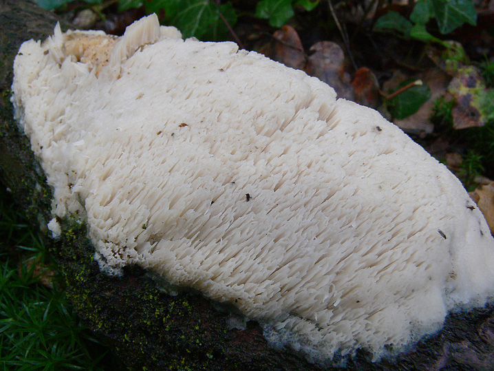 A proposito di Oxyporus.....(Oxyporus latemarginatus)