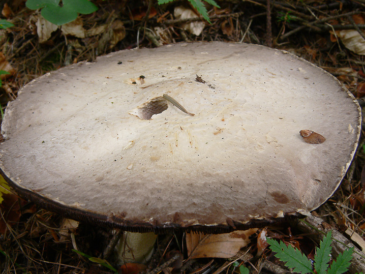 Agaricus essettei?