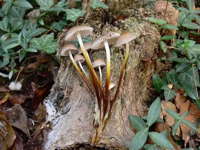 Mycena