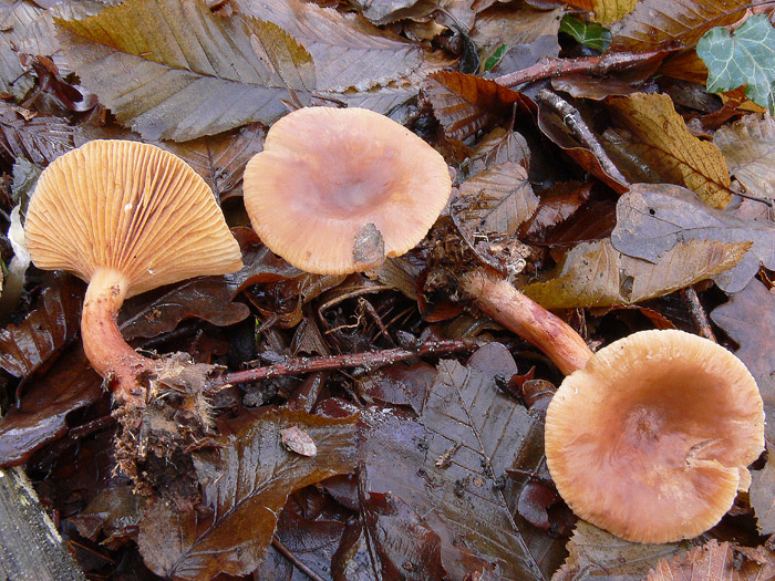 Lactarius decipiens?