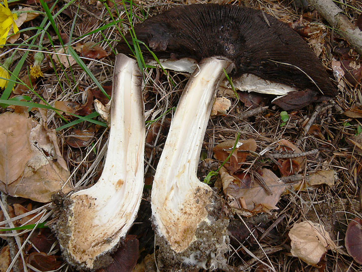 Agaricus essettei?