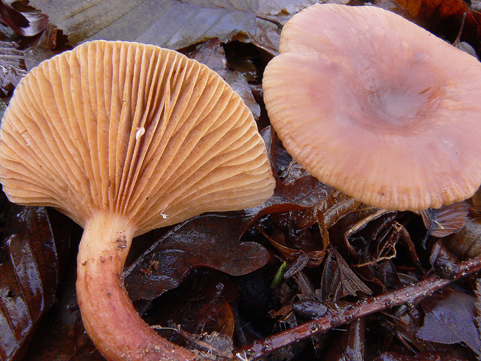 Lactarius decipiens?