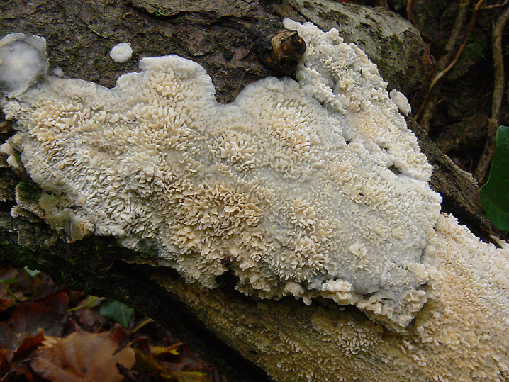 Phlebia nothofagi? (Irpex lacteus)
