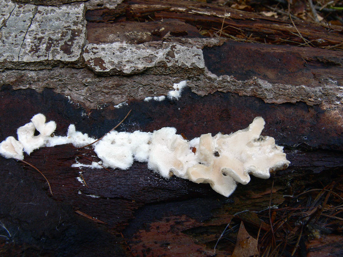 Postia ptychogaster (F. Ludw.) Vesterh. (??)