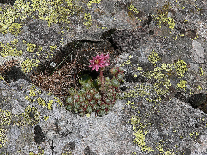 Vita tra le rocce.........