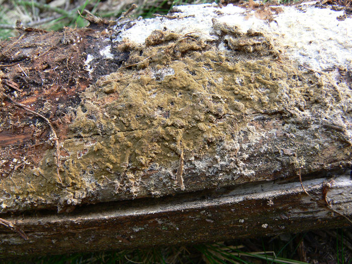 Coniophora olivacea (Fr.) P. Karst.