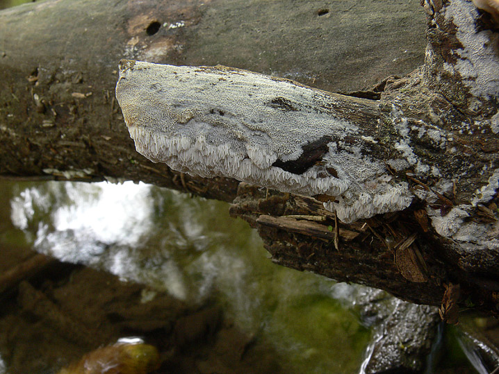 A proposito di Oxyporus.....(Oxyporus latemarginatus)