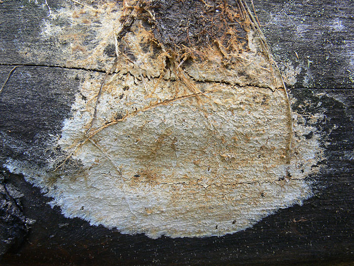 Scytinostromella olivaceoalba?(Leptosporomyces fuscostratus)