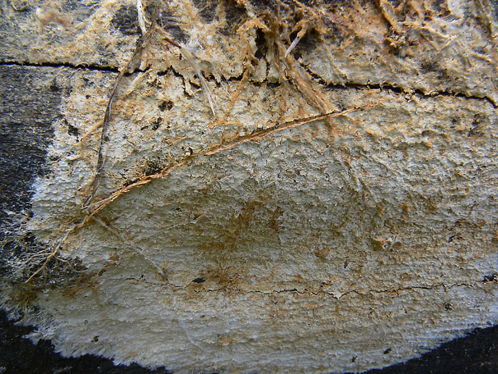 Scytinostromella olivaceoalba?(Leptosporomyces fuscostratus)