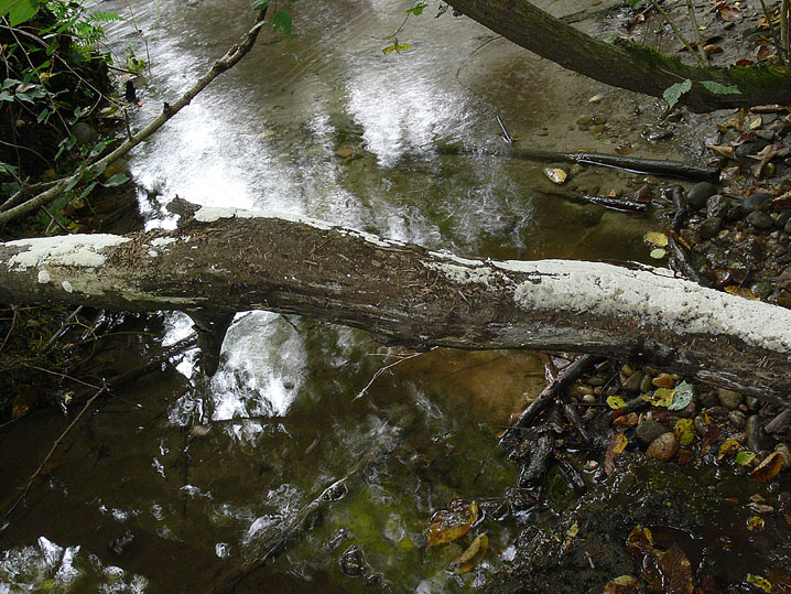A proposito di Oxyporus.....(Oxyporus latemarginatus)