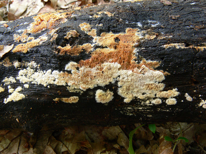 Ceriporia purpurea (Fr.) Donk