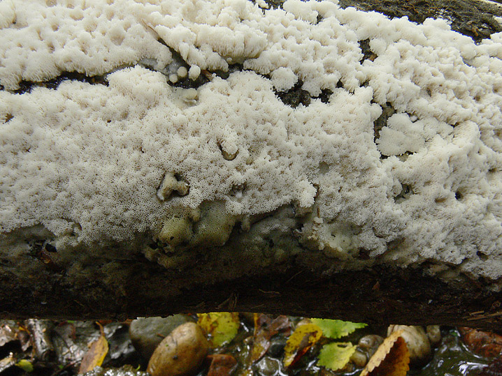 A proposito di Oxyporus.....(Oxyporus latemarginatus)