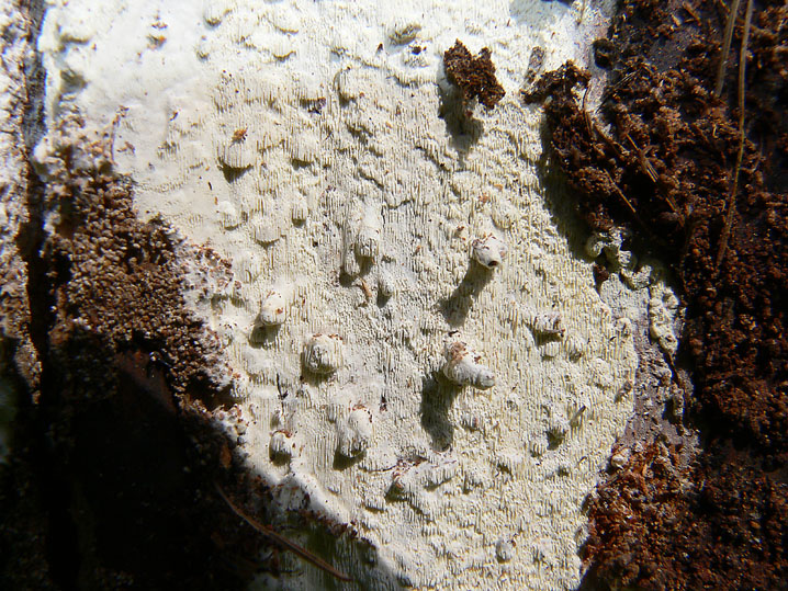 Antrodia xantha