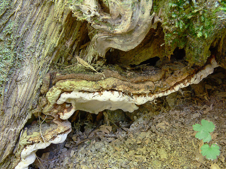 Raccolta da identificare (Heterobasidion abietinum)