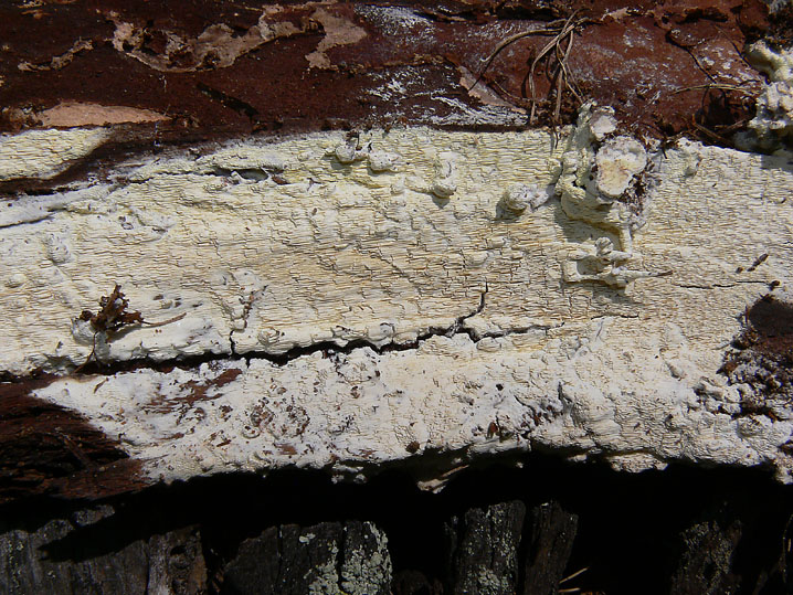Antrodia xantha