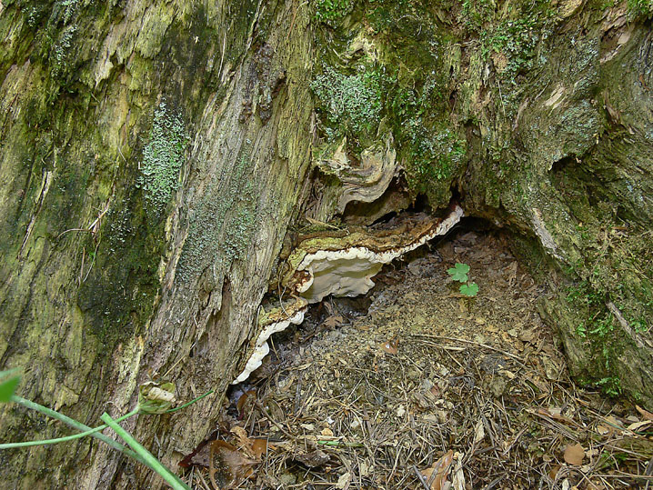 Raccolta da identificare (Heterobasidion abietinum)