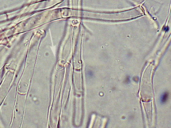 Phlebia nothofagi? (Irpex lacteus)