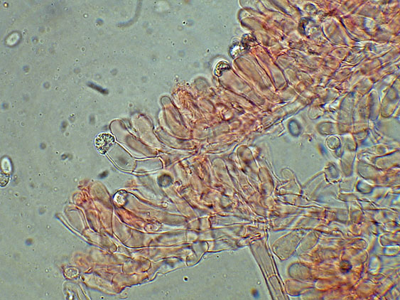 A proposito di Oxyporus.....(Oxyporus latemarginatus)