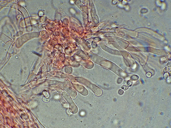 A proposito di Oxyporus.....(Oxyporus latemarginatus)