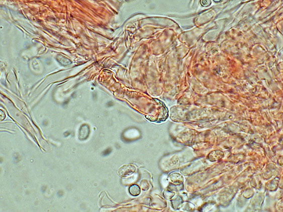 A proposito di Oxyporus.....(Oxyporus latemarginatus)