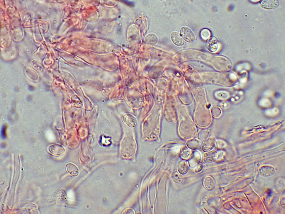 A proposito di Oxyporus.....(Oxyporus latemarginatus)