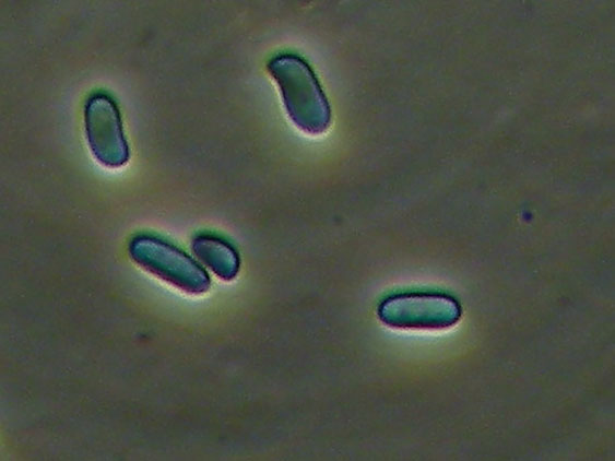 Phlebia nothofagi? (Irpex lacteus)