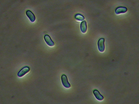 Phlebia nothofagi? (Irpex lacteus)