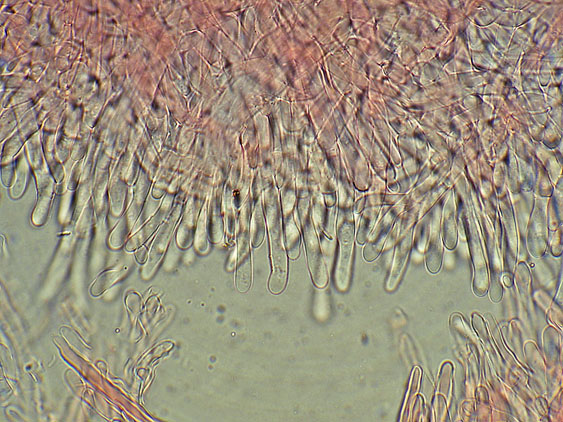 Phlebia nothofagi? (Irpex lacteus)