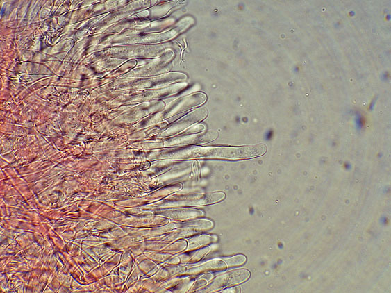 Phlebia nothofagi? (Irpex lacteus)