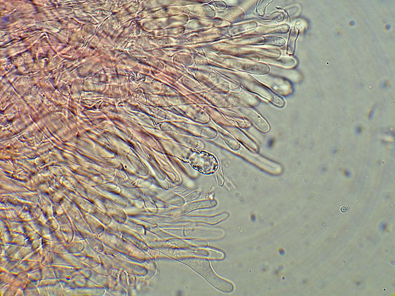 Phlebia nothofagi? (Irpex lacteus)