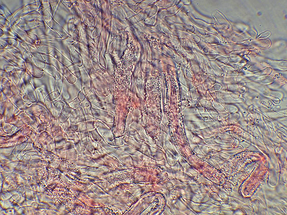 Phlebia nothofagi? (Irpex lacteus)