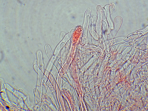 Phlebia nothofagi? (Irpex lacteus)