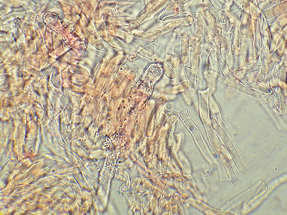 Phlebia nothofagi? (Irpex lacteus)