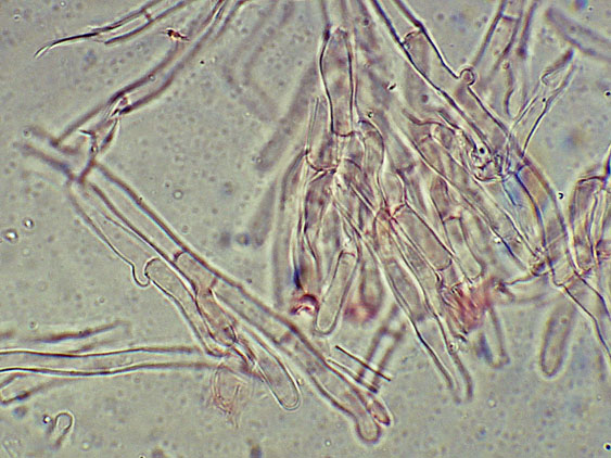 Phlebia nothofagi? (Irpex lacteus)