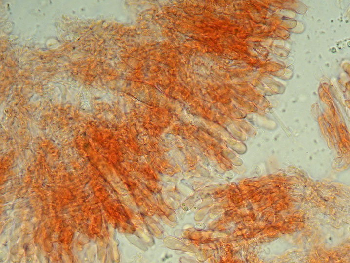 Gloeocystidiellum clavuligerum
