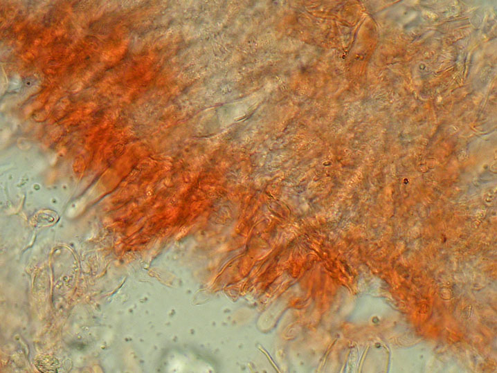 Gloeocystidiellum clavuligerum