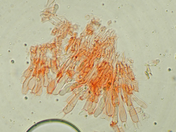 Gloeocystidiellum clavuligerum