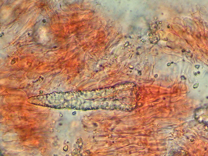 Crosta gialla da deter. - foto 3951(Phlebiopsis ravenelii)