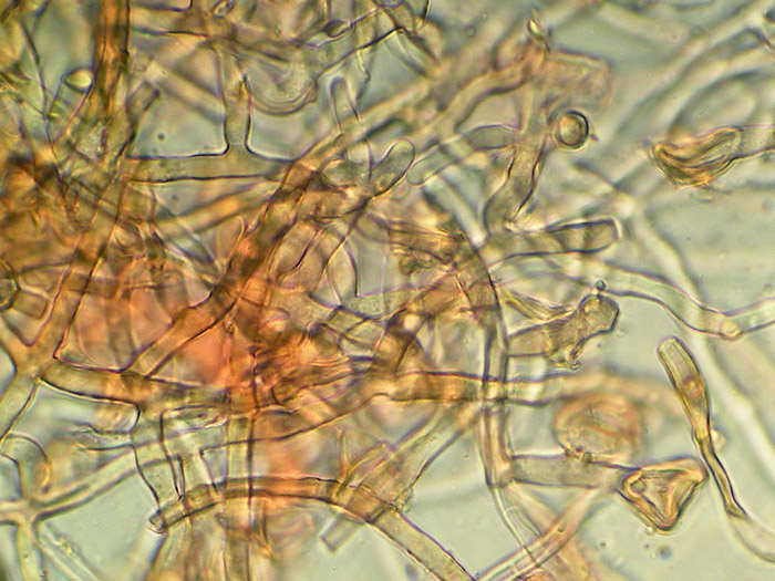 Sicuro una crosta foto 3888 e forse un lichene foto 3824