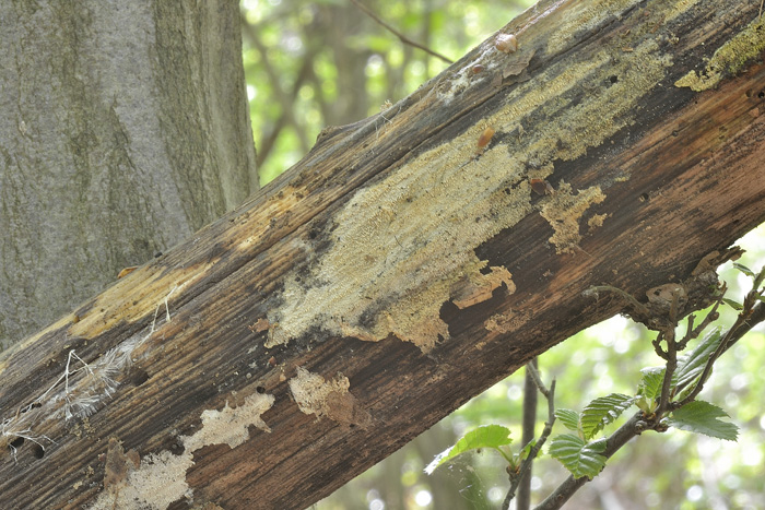 Raccolta N. 250412TC2233 (Mycoaciella bispora)