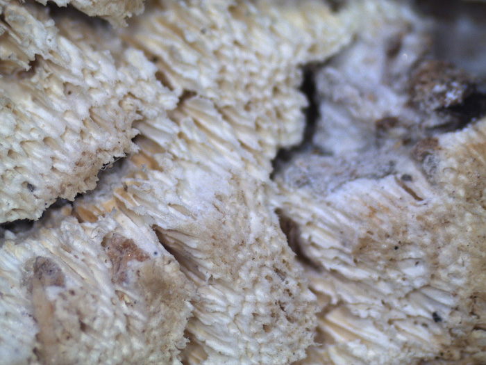 E'' sempre la solita Schizopora paradoxa?-foto8650 (Antrodia)