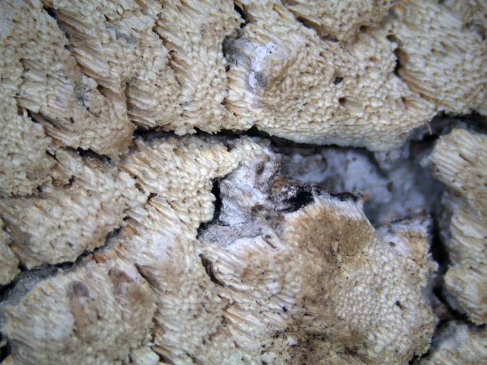 E'' sempre la solita Schizopora paradoxa?-foto8650 (Antrodia)