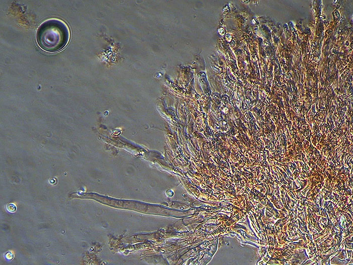 Raccolta N. 121111TC4251 (Hypochnicium punctulatum)